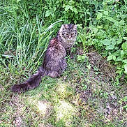 Thundar joined the competition — help win amazing prizes! animal, bush, cat, closeup, curious, daylight, fur, garden, grass, greenery, leaf, mammal, nature, outdoor, pet, plants, shadow, sitting, tabby_cat, wildlife