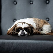 Beau joined the competition — help win amazing prizes! dog, pet, animal, shih_tzu, leather_chair, black, white, brown, fur, cute, resting, indoors, portrait, face, ears, relaxed, looking, seat, closeup, expression