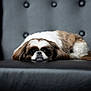 dog, pet, animal, shih_tzu, leather_chair, black, white, brown, fur, cute, resting, indoors, portrait, face, ears, relaxed, looking, seat, closeup, expression