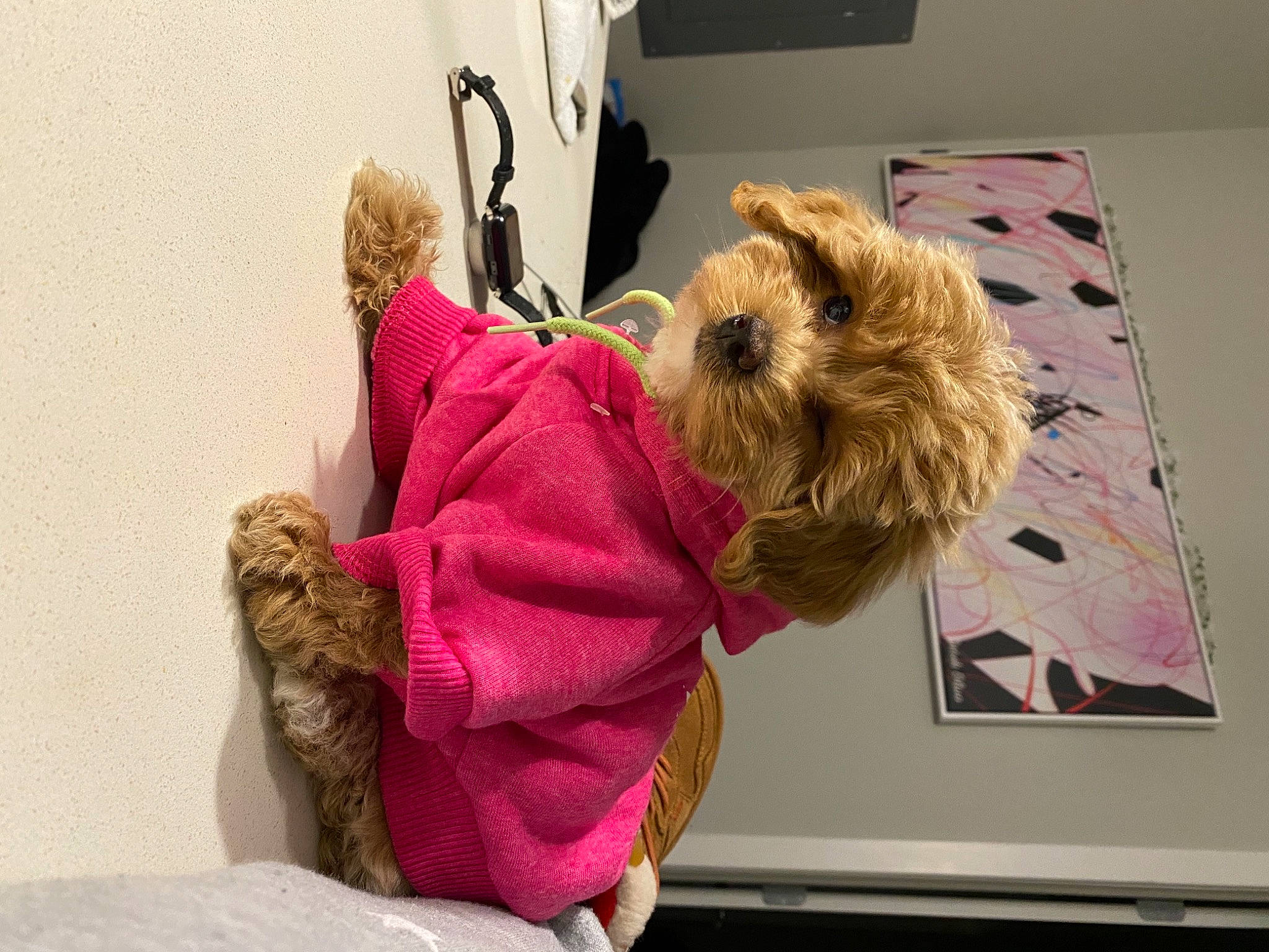 Goldie Olivo is registered to the contest to win money with this photo: canidae, carnivore, comfort, companion_dog, dog, dog_breed, dog_supply, fawn, fur, pet_supply, pink, room, small_terrier, snout, sporting_group, terrier, toy, toy_dog, vertebrate, working_animal