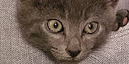 Aiko participe au concours pour gagner de l'argent avec cette photo : kitten, cat, gray_fur, close_up, curious, eyes, ears, pet, animal, feline, soft_texture, cozy, indoors, young, whiskers, portrait, cute, small, face, resting