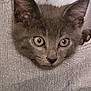 kitten, cat, gray_fur, close_up, curious, eyes, ears, pet, animal, feline, soft_texture, cozy, indoors, young, whiskers, portrait, cute, small, face, resting