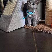Aiko a rejoint le concours — aidez-le/la à gagner de superbes lots ! kitten, cat, gray_cat, blue_collar, cat_house, scratching_post, curious, indoor, pet, floor_tile, mat, furniture, animal, young_cat, cute, whiskers, ears, collar_bell, playful, domestic_cat