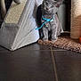 kitten, cat, gray_cat, blue_collar, cat_house, scratching_post, curious, indoor, pet, floor_tile, mat, furniture, animal, young_cat, cute, whiskers, ears, collar_bell, playful, domestic_cat