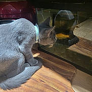 Aiko a rejoint le concours — aidez-le/la à gagner de superbes lots ! animal, cat, close_up, collar, collar_bell, curious, domestic_cat, feline, fish_tank, focused, glass, gray_cat, household, indoor, pet, reflection, side_view, still_life, tank, wooden_surface
