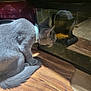 animal, cat, close_up, collar, collar_bell, curious, domestic_cat, feline, fish_tank, focused, glass, gray_cat, household, indoor, pet, reflection, side_view, still_life, tank, wooden_surface