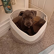 Bear is registered to the contest to win money with this photo: puppy, dog, basket, carpet, indoor, pet, cute, animal, floor, vase, flowers, decor, furniture, curious, small, brown, snug, cozy, home, young