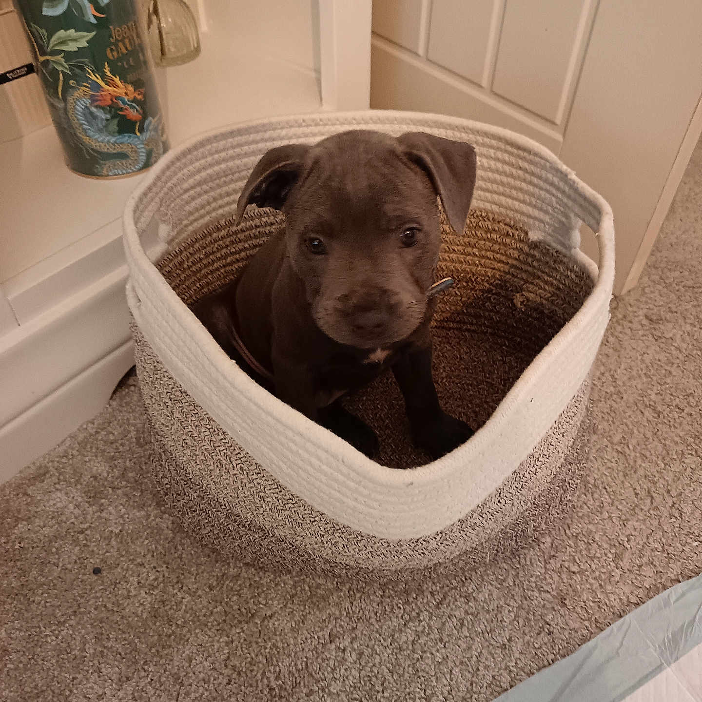 Bear is registered to the contest to win money with this photo: animal, basket, brown, carpet, cozy, curious, cute, decor, dog, floor, flowers, furniture, home, indoor, pet, puppy, small, snug, vase, young
