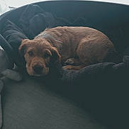 Bingo participe au concours pour gagner de l'argent avec cette photo : animal, blanket, blinds, brown_dog, calm, canine, cozy, curled_up, dog, domestic_animal, floor, fur, indoor, looking, pet_bed, quiet, relaxed, resting, sleeping, window