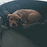 animal, blanket, blinds, brown_dog, calm, canine, cozy, curled_up, dog, domestic_animal, floor, fur, indoor, looking, pet_bed, quiet, relaxed, resting, sleeping, window