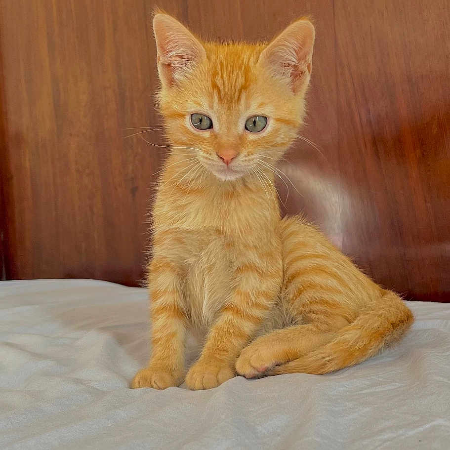 Rio a rejoint le concours — aidez-le/la à gagner de superbes lots ! animal, bed, cat, curious, cute, domestic_cat, ears, feline, fur, indoor, kitten, orange_tabby, pet, portrait, sitting, small_animal, whiskers, white_bedspread, wooden_headboard, young_cat