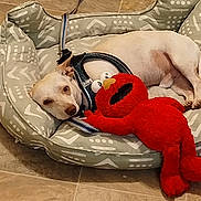 Zeus is registered to the contest to win money with this photo: animal, comfort, companion, cozy, cute, dog, domestic_animal, elmo, floor_tiles, household, indoor, leash, lying_down, patterned, pet_bed, plush_toy, relaxed, resting, toy, white_dog