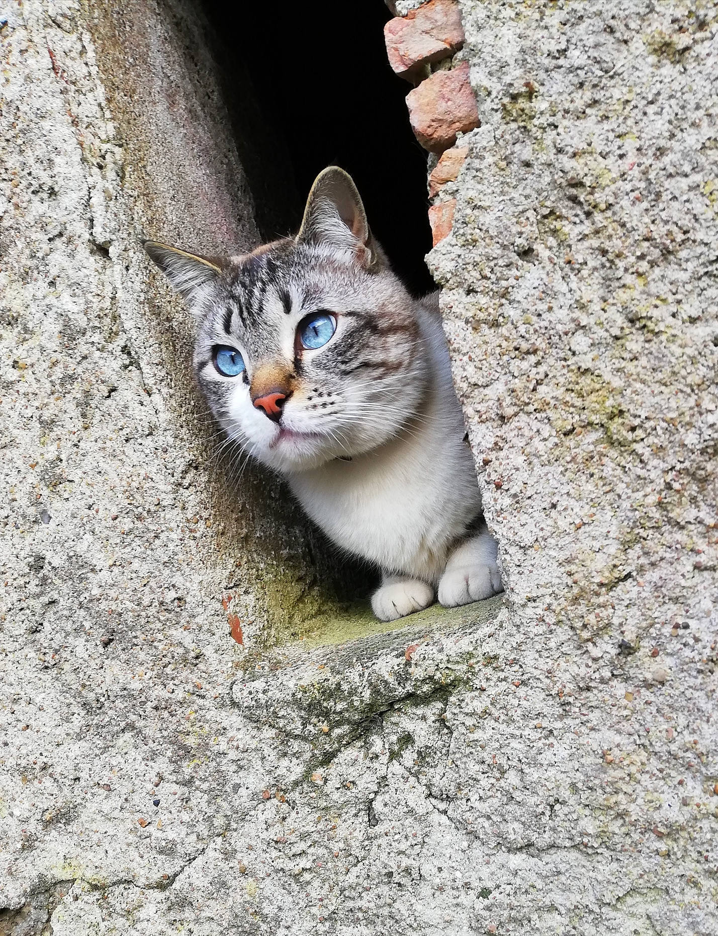 Mimi participe au concours pour gagner de l'argent avec cette photo : carnivore, cat, cobblestone, concrete, domestic_short_haired_cat, eye, felidae, fur, grey, paw, road_surface, small_to_medium_sized_cats, snout, tail, terrestrial_animal, tree, whiskers, wildlife, window, wood
