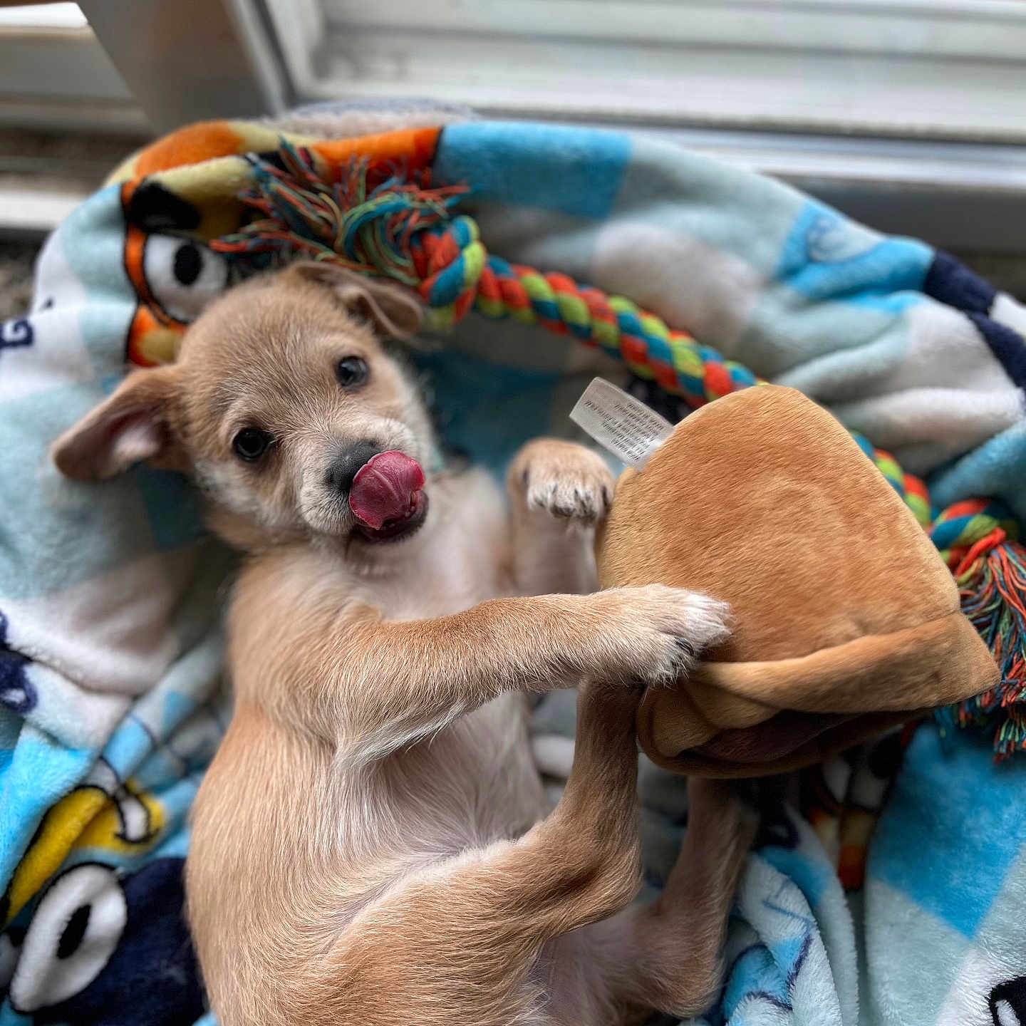 Rocky Lee Copper is registered to the contest to win money with this photo: animal, blanket, bodypart, canine, chihuahua, couch, dog, furniture, homedecor, hound, husky, laundry, linen, person, pet, puppy, quilt, sleeping, terrier, towel