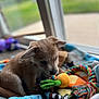animal, blanket, chewing, colorful, cozy, cute, daylight, dog, fur, home, indoor, pet, playful, plush_toy, puppy, rope_toy, soft_focus, toy, window, young_dog