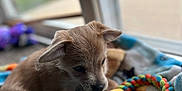 Rocky Lee Copper is registered to the contest to win money with this photo: animal, architecture, blanket, building, canine, cat, chihuahua, dog, homedecor, hound, laundry, outdoors, person, pet, puppy, quilt, shelter, sleeping, terrier, towel