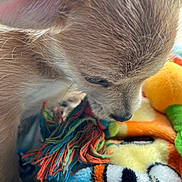 Rocky Lee Copper is registered to the contest to win money with this photo: animal, blanket, close_up, colorful, cute, dog, ears, fur, fuzzy, indoor, nose, pet, playful, puppy, small, sniffing, soft_texture, toy, warm, young_dog
