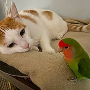 Leo joined the competition — help win amazing prizes! cat, bird, lovebird, pet, orange_and_white_cat, green_bird, indoor, blanket, feline, feathers, curious, resting, animal, closeup, domestic, cute, companion, soft_texture, relaxed, perching