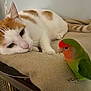 cat, bird, lovebird, pet, orange_and_white_cat, green_bird, indoor, blanket, feline, feathers, curious, resting, animal, closeup, domestic, cute, companion, soft_texture, relaxed, perching
