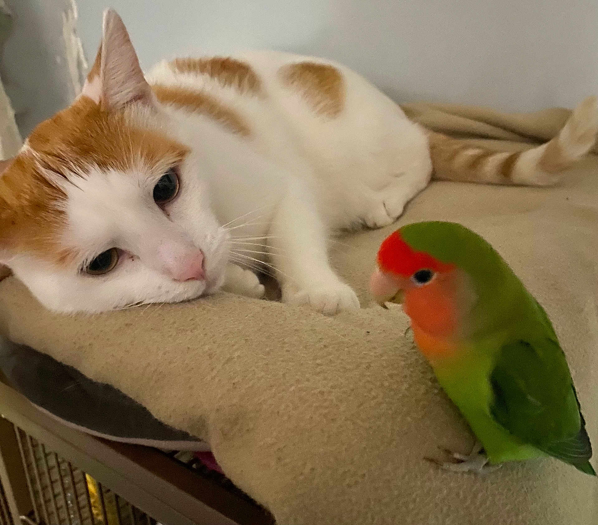 Leo joined the competition — help win amazing prizes! cat, bird, lovebird, pet, orange_and_white_cat, green_bird, indoor, blanket, feline, feathers, curious, resting, animal, closeup, domestic, cute, companion, soft_texture, relaxed, perching