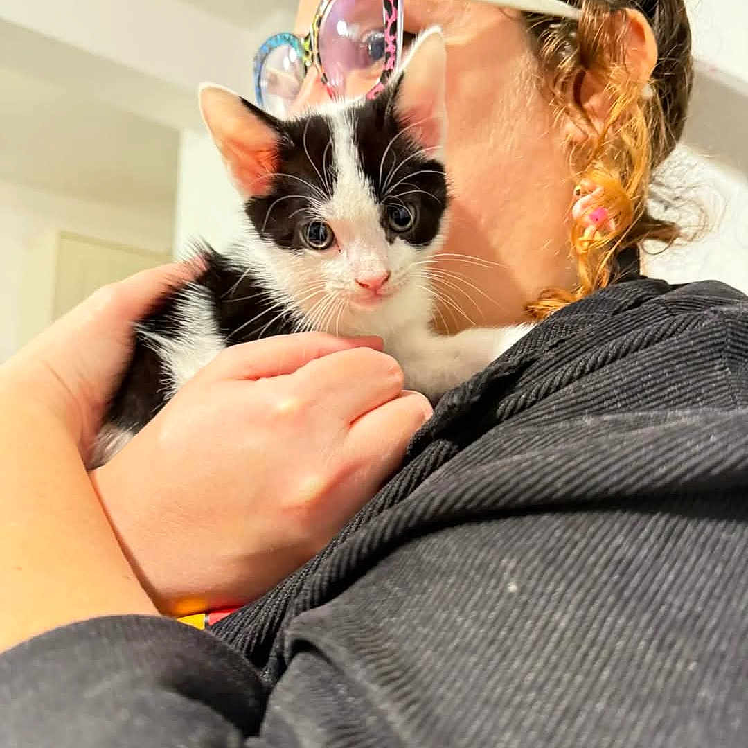 Raffy joined the competition — help win amazing prizes! accessories, adult, animal, blanket, cat, clothing, cosmetics, doctor, earring, face, female, glasses, hair, head, jewelry, kitten, person, pet, sunglasses, woman