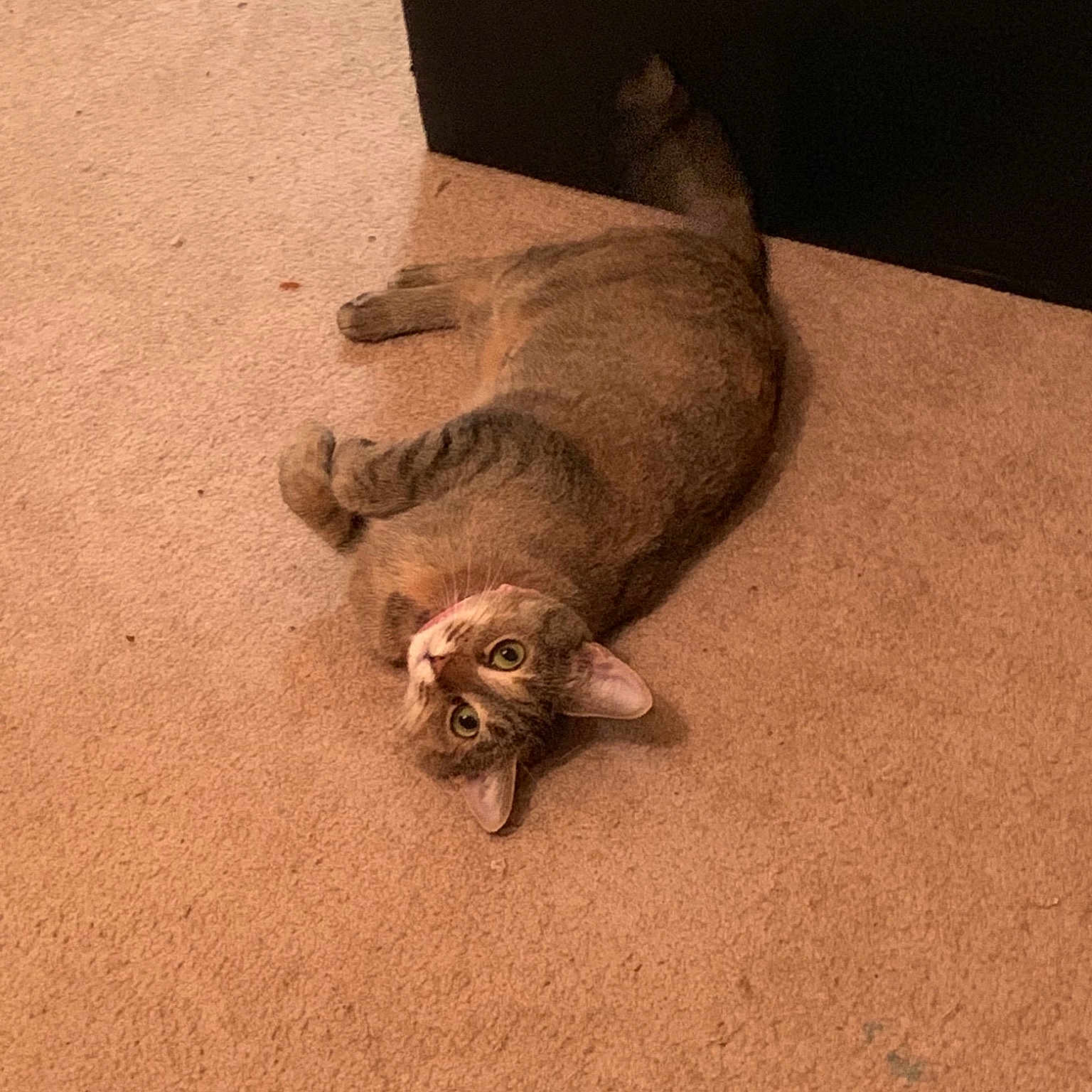 Leela Rose is registered to the contest to win money with this photo: carnivore, cat, european_shorthair, fawn, felidae, floor, flooring, kitten, paw, sand, skin, small_to_medium_sized_cats, snout, tail