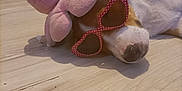 Athéna participe au concours pour gagner de l'argent avec cette photo : accessory, animal, brown_and_white, casual, cute, dog, floor, funny, heart_shaped, indoor, octopus, pet, pink, plush_toy, relaxed, resting, sleeping, sunglasses, toy, wooden_floor