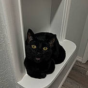 Közi joined the competition — help win amazing prizes! animal, black_cat, cat, corner, curious, cute, ears, feline, fur, home_interior, indoor, looking_up, mouth_open, pet, resting, shelf, whiskers, white_shelf, wood_floor, yellow_eyes