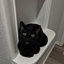 animal, black_cat, cat, corner, curious, cute, ears, feline, fur, home_interior, indoor, looking_up, mouth_open, pet, resting, shelf, whiskers, white_shelf, wood_floor, yellow_eyes