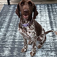 Riley joined the competition — help win amazing prizes! dog, brown_dog, speckled_dog, outdoor, rug, wicker_furniture, couch, blue_cushions, wooden_deck, pet, collar, sitting, happy, looking_up, animal, canine, ears, tail, floor, porch