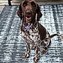 dog, brown_dog, speckled_dog, outdoor, rug, wicker_furniture, couch, blue_cushions, wooden_deck, pet, collar, sitting, happy, looking_up, animal, canine, ears, tail, floor, porch