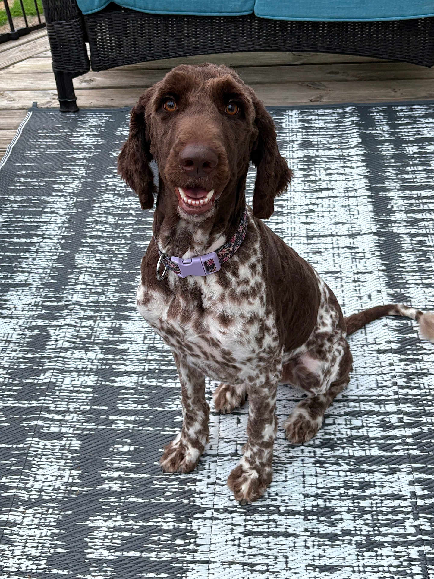 Riley joined the competition — help win amazing prizes! dog, brown_dog, speckled_dog, outdoor, rug, wicker_furniture, couch, blue_cushions, wooden_deck, pet, collar, sitting, happy, looking_up, animal, canine, ears, tail, floor, porch