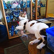 Oréo participe au concours pour gagner de l'argent avec cette photo : brown_patches, camera_watermark, cat, closeup, collar, collectibles, curio_cabinet, feline, figurines, furniture, glass_table, home, indoor, lying_down, pet, portrait, reflections, relaxed, striped_tail, white_cat