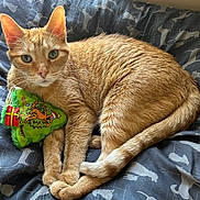 Murphy joined the competition — help win amazing prizes! cat, ginger_cat, toy, christmas_tree_toy, reindeer, blanket, pattern, relaxed, pet, animal, indoor, cozy, feline, claw, paw, cute, resting, fur, whiskers, holiday