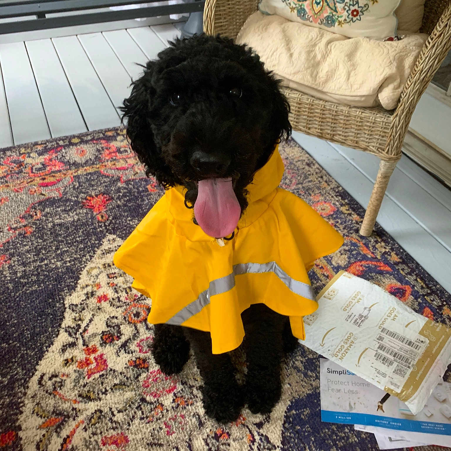Avery is registered to the contest to win money with this photo: affenpinscher, canidae, carnivore, cockapoo, companion_dog, dog, dog_breed, labradoodle, non_sporting_group, poodle, portuguese_water_dog, puppy, spanish_water_dog, sporting_group, toy_dog, toy_poodle