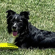 Buzz joined the competition — help win amazing prizes! animal, black_dog, canine, daylight, dog, frisbee, fur, grass, green_grass, happy, laying_down, nature, outdoor, pet, playing, recreation, summer, sunny, tongue_out, white_markings
