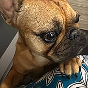 Verino a rejoint le concours — aidez-le/la à gagner de superbes lots ! dog, pet, close_up, brown_fur, paw, ear, eye, indoor, floor, patterned_fabric, curious, portrait, animal, canine, furniture, wood_floor, domestic_animal, snout, whiskers, claw