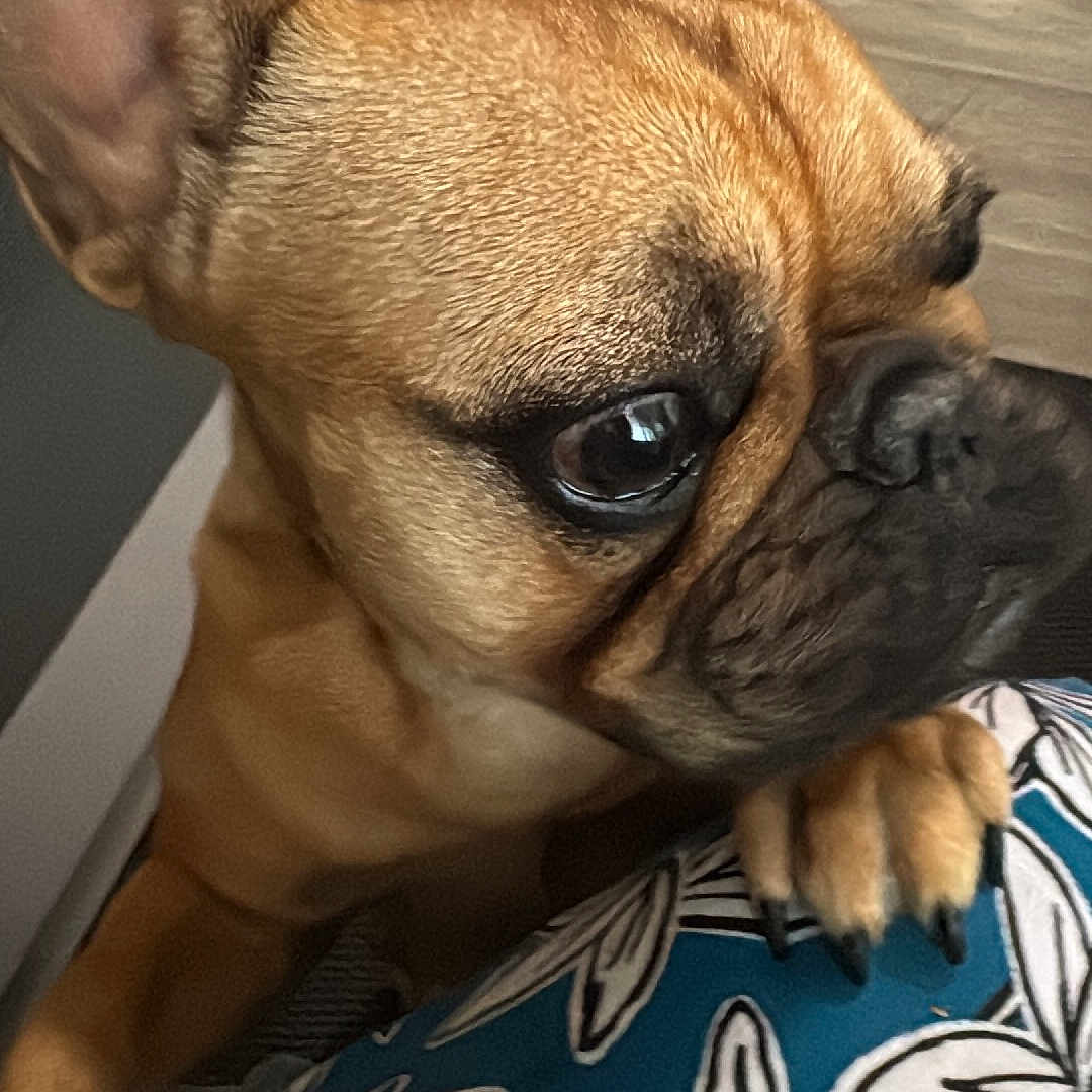 Verino a rejoint le concours — aidez-le/la à gagner de superbes lots ! animal, brown_fur, canine, claw, close_up, curious, dog, domestic_animal, ear, eye, floor, furniture, indoor, patterned_fabric, paw, pet, portrait, snout, whiskers, wood_floor