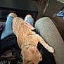 cat, orange_cat, lap, person, ripped_shorts, black_shirt, hand, living_room, coffee_table, couch, clothing, floor, relaxed, indoor, pet, feline, fur, whiskers, casual, home