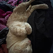 Steve is registered to the contest to win money with this photo: cat, sleeping, cream_colored, fur, blanket, cozy, indoors, nap, resting, pet, feline, soft_lighting, curled_up, warm, comfortable, domestic, animal, cute, relaxed, bed