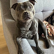 Alpha a rejoint le concours — aidez-le/la à gagner de superbes lots ! dog, puppy, gray_dog, pet, animal, sitting, couch, sofa, indoors, living_room, portrait, close_up, short_hair, floppy_ears, dark_eyes, black_nose, paws, blanket, furniture, adorable