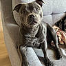 dog, puppy, gray_dog, pet, animal, sitting, couch, sofa, indoors, living_room, portrait, close_up, short_hair, floppy_ears, dark_eyes, black_nose, paws, blanket, furniture, adorable
