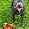 Alpha a rejoint le concours — aidez-le/la à gagner de superbes lots ! dog, pit_bull, gray_dog, grass, outdoor, park, smiling, happy, tongue, collar, leash, tag, chew_toy, toy, daisy, garden, portrait, standing, pet, animal