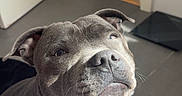 Alpha a rejoint le concours — aidez-le/la à gagner de superbes lots ! close_up, collar, dog, doorway, eyes, floppy_ears, fur, gray_dog, hallway, indoor, nose, pet, pit_bull, portrait, serious_expression, shadow, snout, striped_fabric, sunlight, tile_floor
