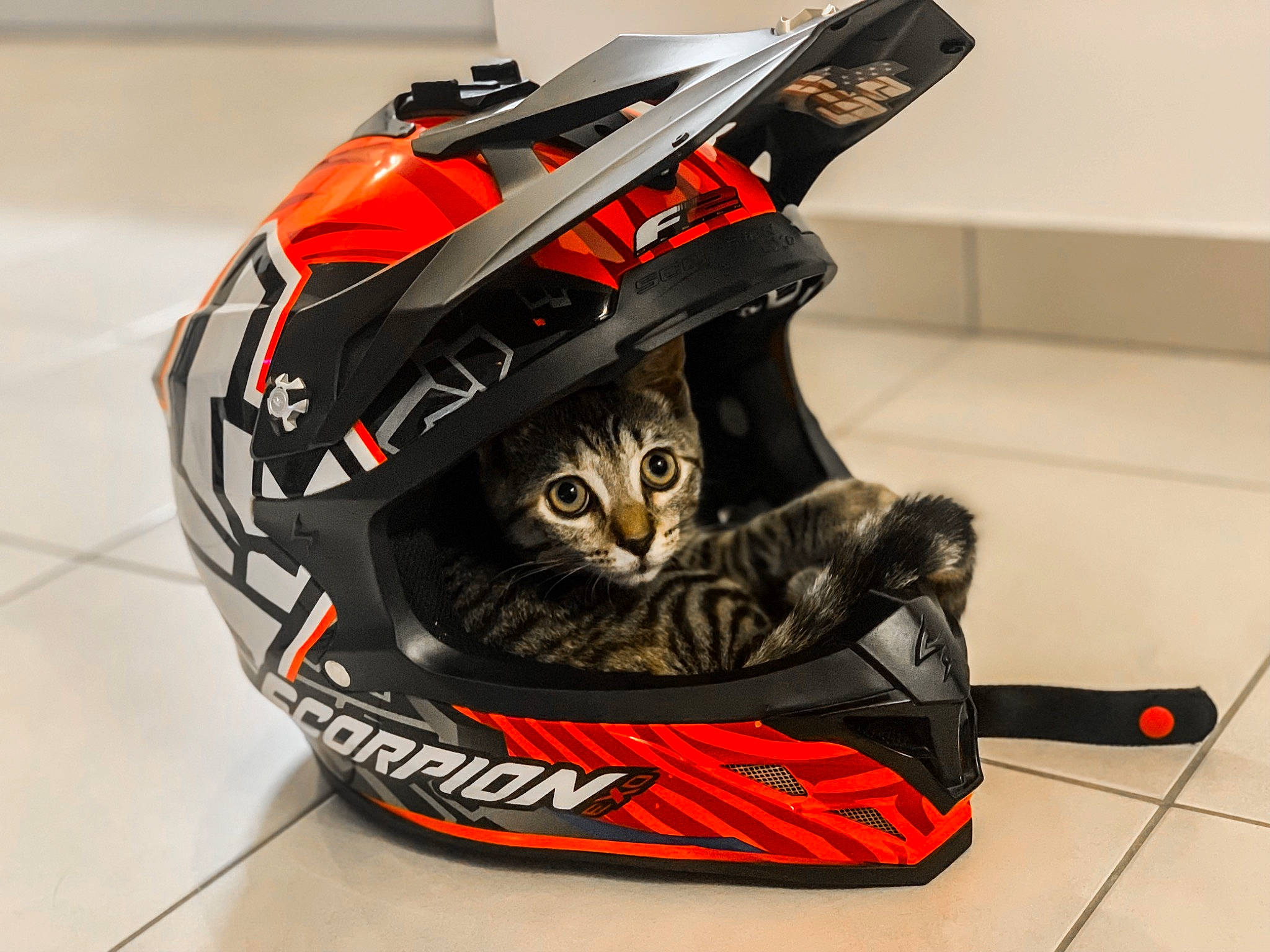 Bibou a rejoint le concours — aidez-le/la à gagner de superbes lots ! automotive_design, automotive_exterior, automotive_lighting, bag, bicycles_equipment_and_supplies, carnivore, cat, fashion_accessory, felidae, headgear, helmet, luggage_and_bags, motorcycle_accessories, motorcycle_helmet, orange, personal_protective_equipment, sports_equipment, sports_gear, vehicle, whiskers