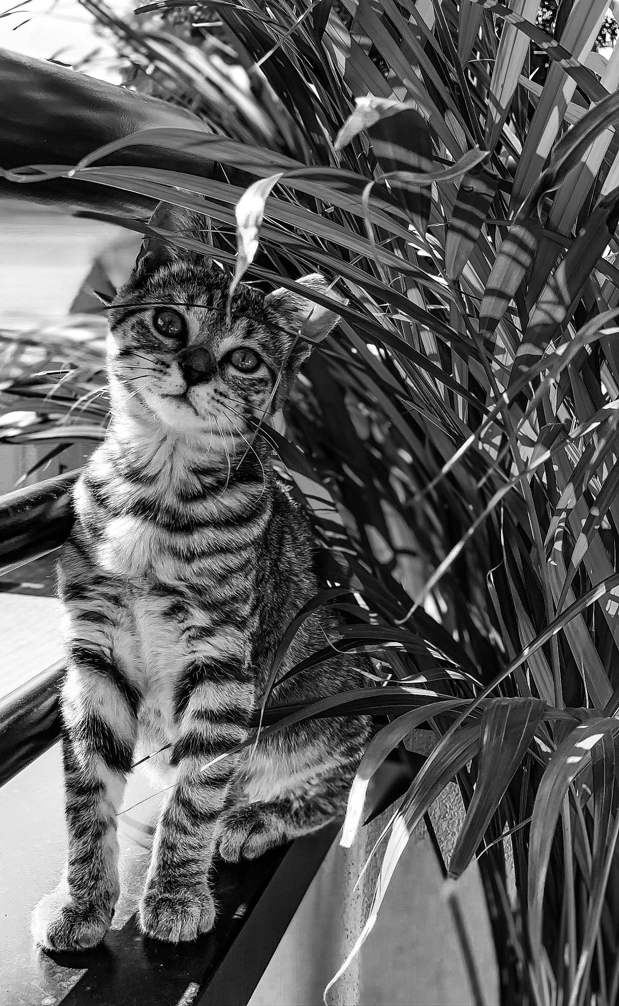 Bibou participe au concours pour gagner de l'argent avec cette photo : black_and_white, carnivore, cat, close_up, domestic_short_haired_cat, felidae, fur, grass, monochrome, monochrome_photography, organism, pattern, plant, small_to_medium_sized_cats, snout, style, tail, terrestrial_plant, tree, whiskers