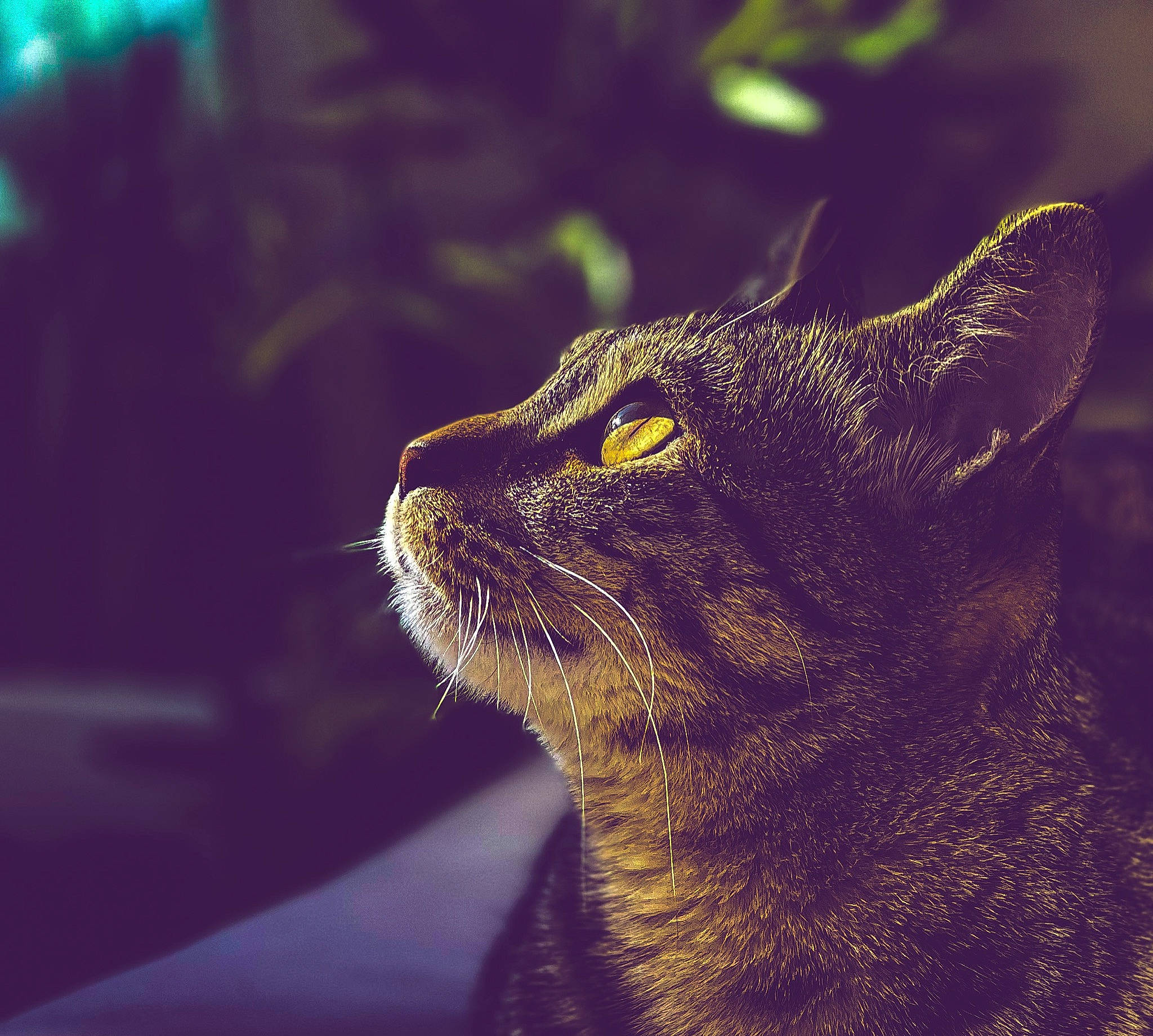 Bibou participe au concours pour gagner de l'argent avec cette photo : black_cat, carnivore, cat, darkness, domestic_short_haired_cat, felidae, fur, grass, night, small_to_medium_sized_cats, snout, terrestrial_animal, tints_and_shades, whiskers, wildlife, window