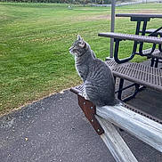 Freddy And Milo is registered to the contest to win money with this photo: cat, gray_tabby, picnic_table, bench, outdoor, park, grass, trees, pavement, daylight, nature, animal, feline, sitting, looking, peaceful, wood, metal, scenery, leaves