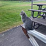 cat, gray_tabby, picnic_table, bench, outdoor, park, grass, trees, pavement, daylight, nature, animal, feline, sitting, looking, peaceful, wood, metal, scenery, leaves