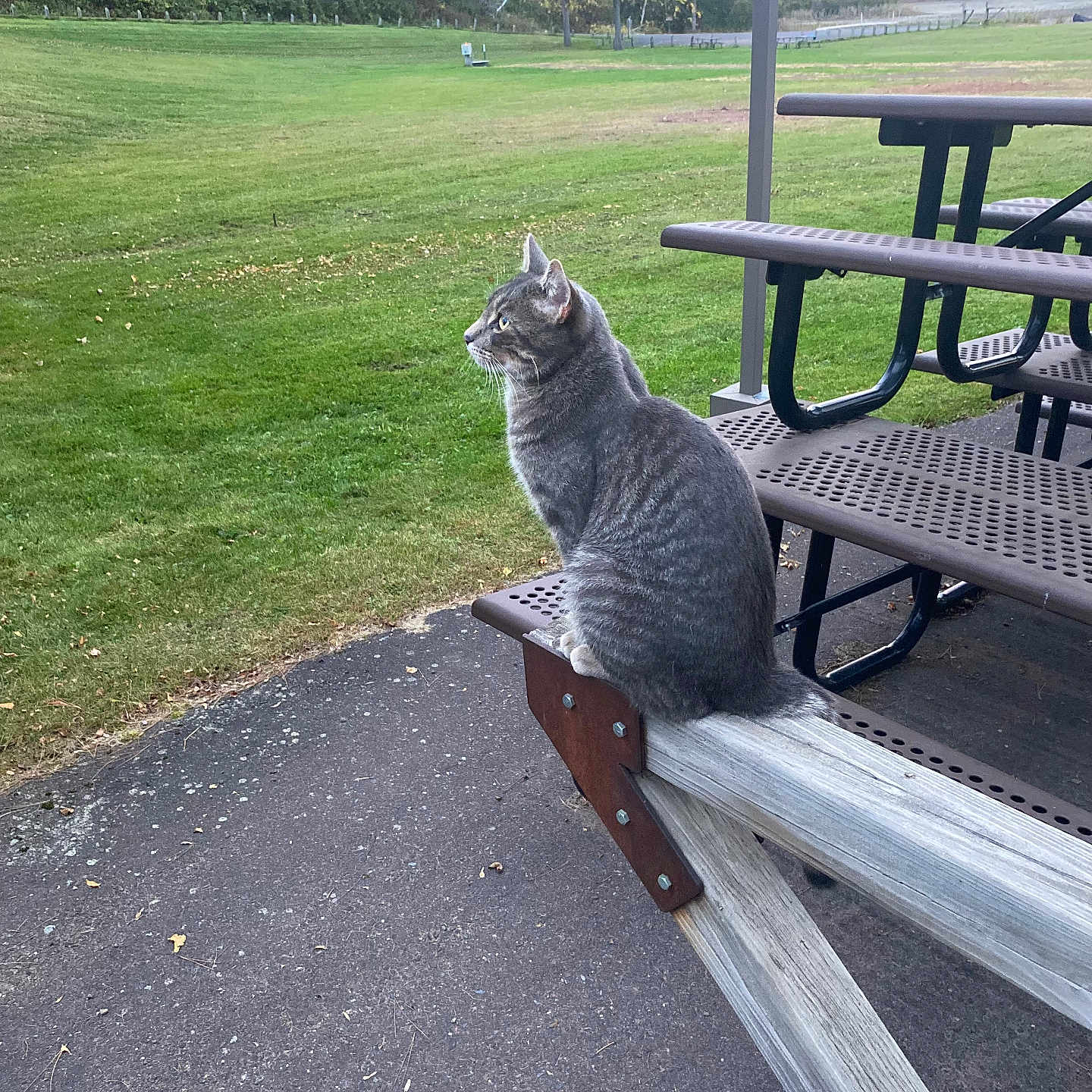 Freddy And Milo is registered to the contest to win money with this photo: animal, bench, cat, daylight, feline, grass, gray_tabby, leaves, looking, metal, nature, outdoor, park, pavement, peaceful, picnic_table, scenery, sitting, trees, wood